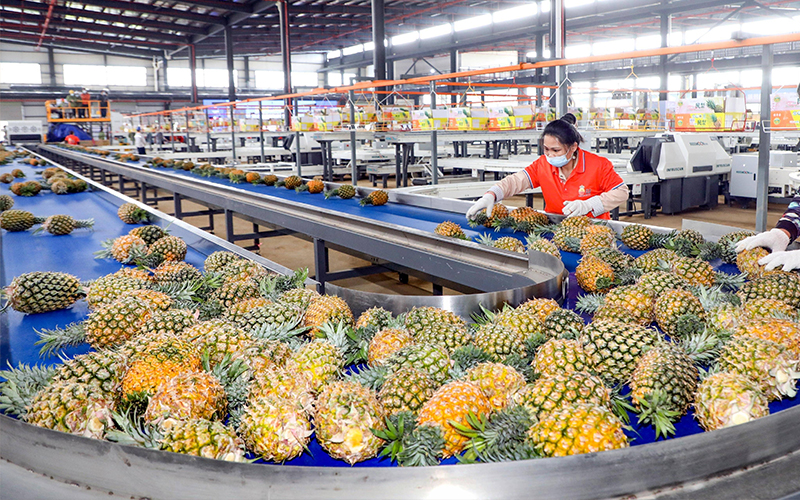 Pineapples juicing